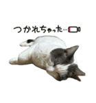 我が家の猫（part16）（個別スタンプ：3）
