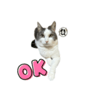 我が家の猫（part16）（個別スタンプ：5）