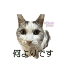 我が家の猫（part16）（個別スタンプ：6）