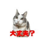 我が家の猫（part16）（個別スタンプ：7）
