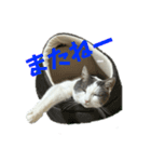 我が家の猫（part16）（個別スタンプ：9）