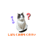 我が家の猫（part16）（個別スタンプ：10）