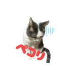 我が家の猫（part16）（個別スタンプ：13）