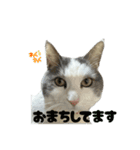 我が家の猫（part16）（個別スタンプ：14）