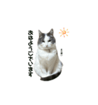 我が家の猫（part16）（個別スタンプ：15）