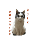 我が家の猫（part16）（個別スタンプ：16）