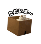 ラグドールのウユちゃん（個別スタンプ：2）