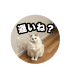 ラグドールのウユちゃん（個別スタンプ：4）