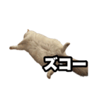 ラグドールのウユちゃん（個別スタンプ：6）