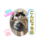 愛すべき我が家のニャンズ（個別スタンプ：2）