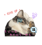 愛すべき我が家のニャンズ（個別スタンプ：3）