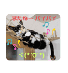 愛すべき我が家のニャンズ（個別スタンプ：7）