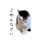 愛猫ぴ〜ちゃん（個別スタンプ：5）