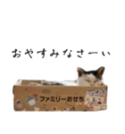 愛猫ぴ〜ちゃん（個別スタンプ：8）