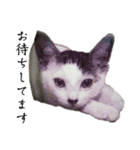 愛猫ぴ〜ちゃん（個別スタンプ：9）