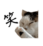 愛猫ぴ〜ちゃん（個別スタンプ：14）