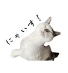 愛猫ぴ〜ちゃん（個別スタンプ：15）