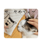 愛猫ぴ〜ちゃん（個別スタンプ：33）