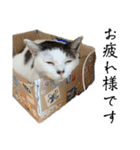 愛猫ぴ〜ちゃん（個別スタンプ：40）