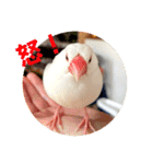 もちもちつくねスタンプ3（個別スタンプ：1）