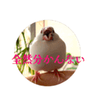 もちもちつくねスタンプ3（個別スタンプ：2）