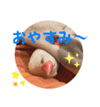 もちもちつくねスタンプ3（個別スタンプ：9）