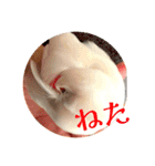 もちもちつくねスタンプ3（個別スタンプ：11）