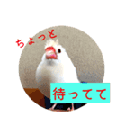 もちもちつくねスタンプ3（個別スタンプ：14）