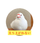 もちもちつくねスタンプ3（個別スタンプ：15）