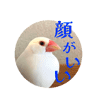 もちもちつくねスタンプ3（個別スタンプ：16）