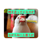 もちもちつくねスタンプ3（個別スタンプ：18）