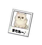 『ペルシャ猫』のスタンプ（個別スタンプ：16）