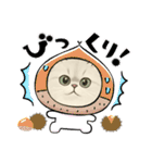 『ペルシャ猫』のスタンプ（個別スタンプ：17）