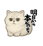 『ペルシャ猫』のスタンプ（個別スタンプ：35）