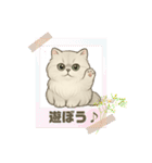 『ペルシャ猫』のスタンプ（個別スタンプ：39）