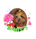 ange⑪（個別スタンプ：19）