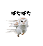 フクロウの赤ちゃん♡家族で使える連絡用（個別スタンプ：1）