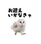 フクロウの赤ちゃん♡家族で使える連絡用（個別スタンプ：2）