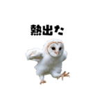 フクロウの赤ちゃん♡家族で使える連絡用（個別スタンプ：3）