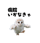 フクロウの赤ちゃん♡家族で使える連絡用（個別スタンプ：4）