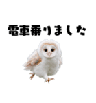 フクロウの赤ちゃん♡家族で使える連絡用（個別スタンプ：7）