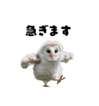 フクロウの赤ちゃん♡家族で使える連絡用（個別スタンプ：8）