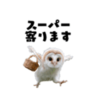 フクロウの赤ちゃん♡家族で使える連絡用（個別スタンプ：9）