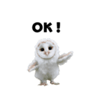 フクロウの赤ちゃん♡家族で使える連絡用（個別スタンプ：11）
