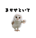 フクロウの赤ちゃん♡家族で使える連絡用（個別スタンプ：12）
