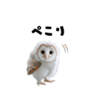 フクロウの赤ちゃん♡家族で使える連絡用（個別スタンプ：13）