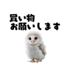フクロウの赤ちゃん♡家族で使える連絡用（個別スタンプ：15）