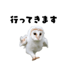 フクロウの赤ちゃん♡家族で使える連絡用（個別スタンプ：17）