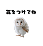 フクロウの赤ちゃん♡家族で使える連絡用（個別スタンプ：18）