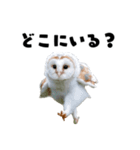フクロウの赤ちゃん♡家族で使える連絡用（個別スタンプ：19）